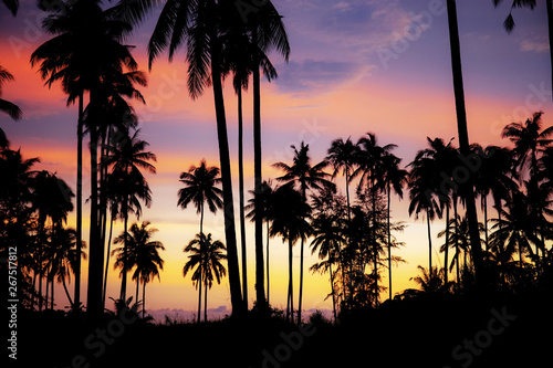 Palm tree with silhouette at sky.