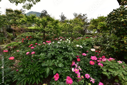 Fototapeta Naklejka Na Ścianę i Meble -  奈良の寺と薔薇の花