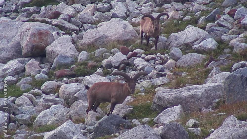 Caucasus. Mizhirgi gorge. Upper reaches. Mountain goats. Caucasus. Mizhirgi gorge. Upper reaches. Mountain goats.