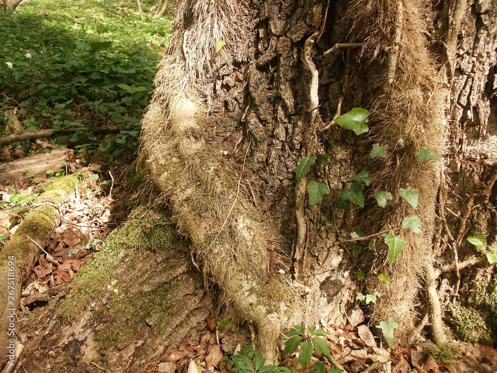 Obraz premium Forêt et sous bois