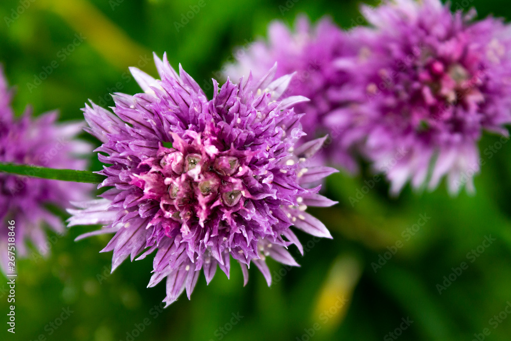 Close view of wild purple flowers in the forest Close view of wild purple flowers in the forest