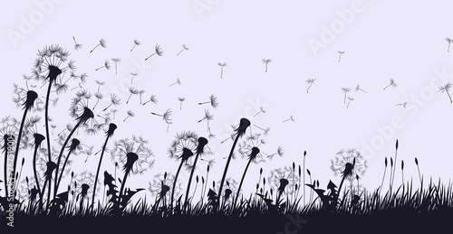 kwiaty-dmuchawca-z-latajacymi-nasionami