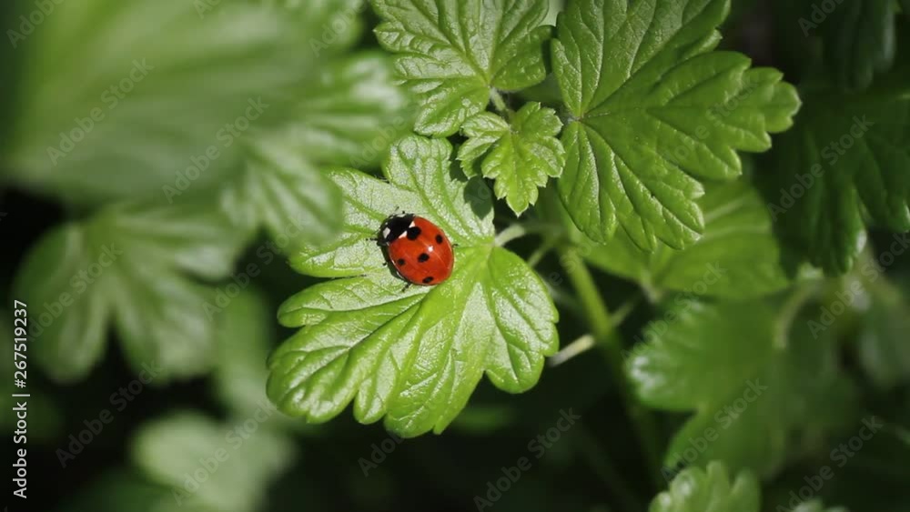 Ladybug on grass. Beautiful ladybug on leaf defocused background. Macro photo of Ladybug in the green grass. Macro bugs and insects world. Nature in spring concept. Ladybug on grass. Beautiful ladybug on leaf defocused background. Macro photo of Ladybug in the green grass. Macro bugs and insects world. Nature in spring concept.