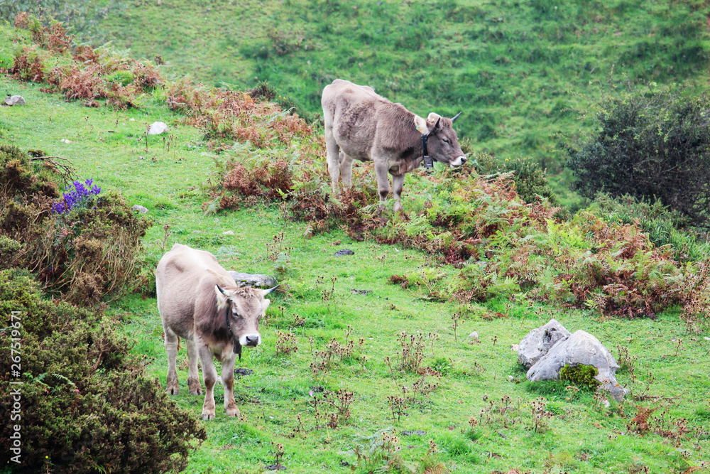 Cows in Covadonga lagos National park Picos de Europa, Spain Cows in Covadonga lagos National park Picos de Europa, Spain
