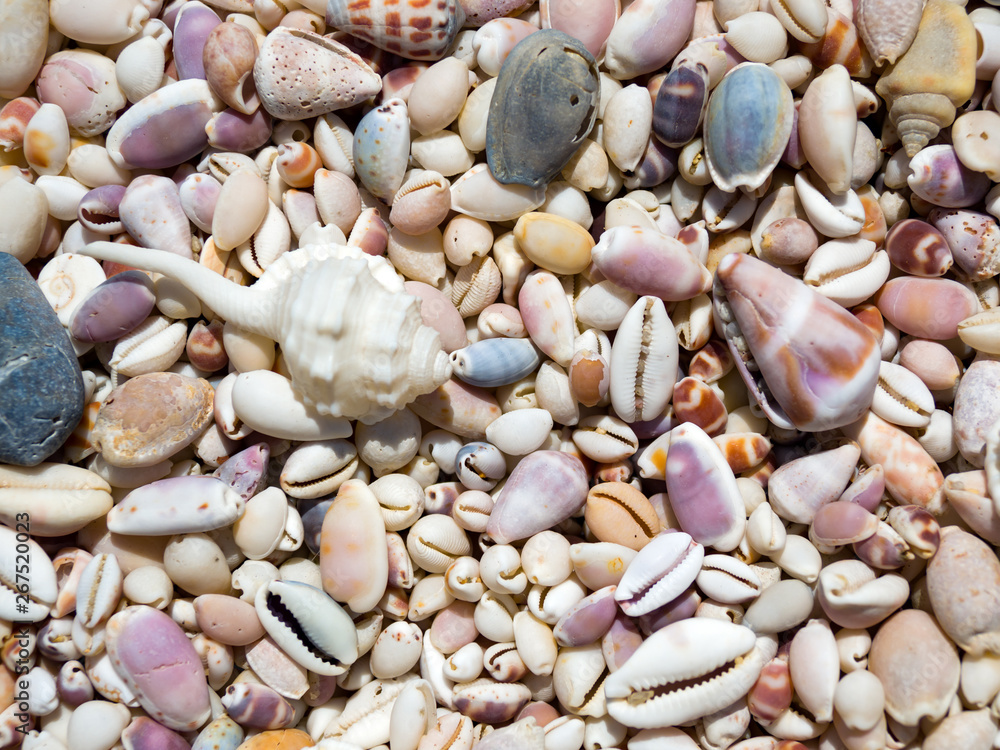 Sea shells on a sunny day