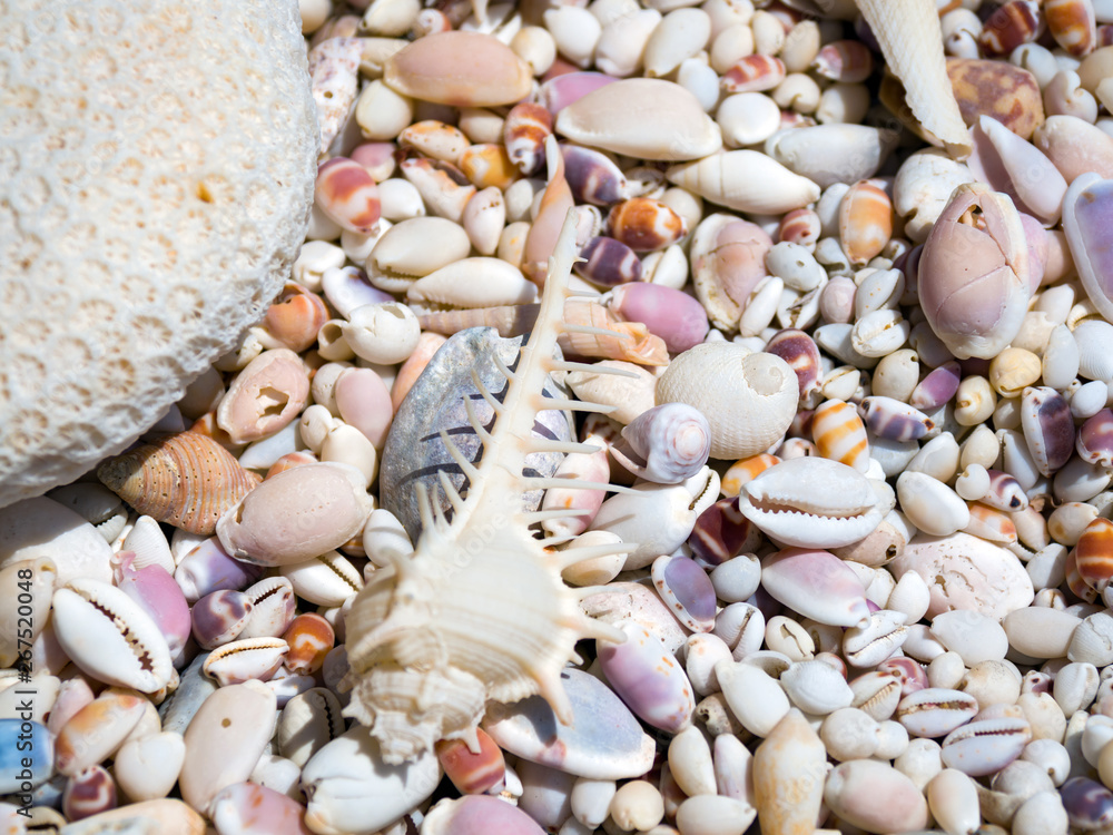 Fototapeta premium Sea shells on a sunny day