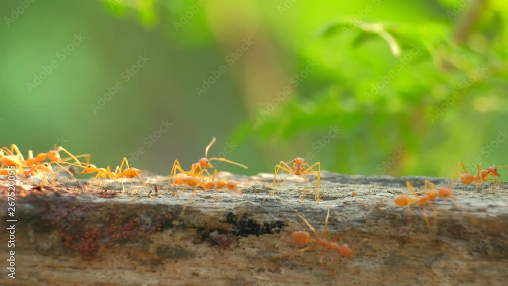 Close up of weaver ants activity around the nest Close up of weaver ants activity around the nest