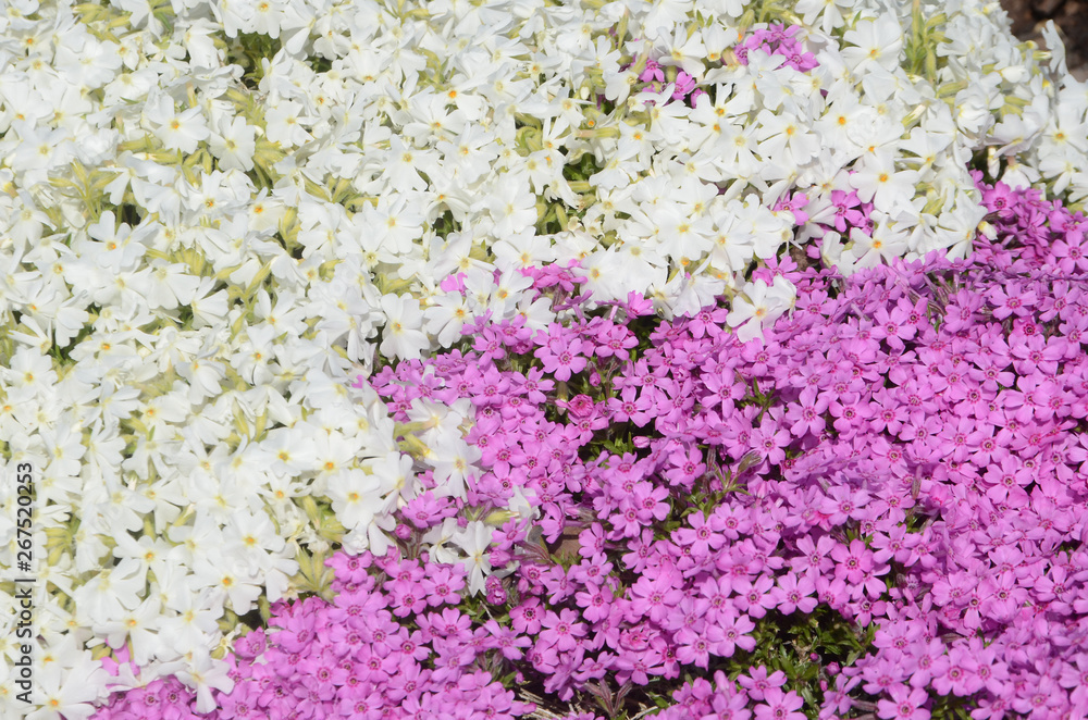 Lilac and white aubrietia.