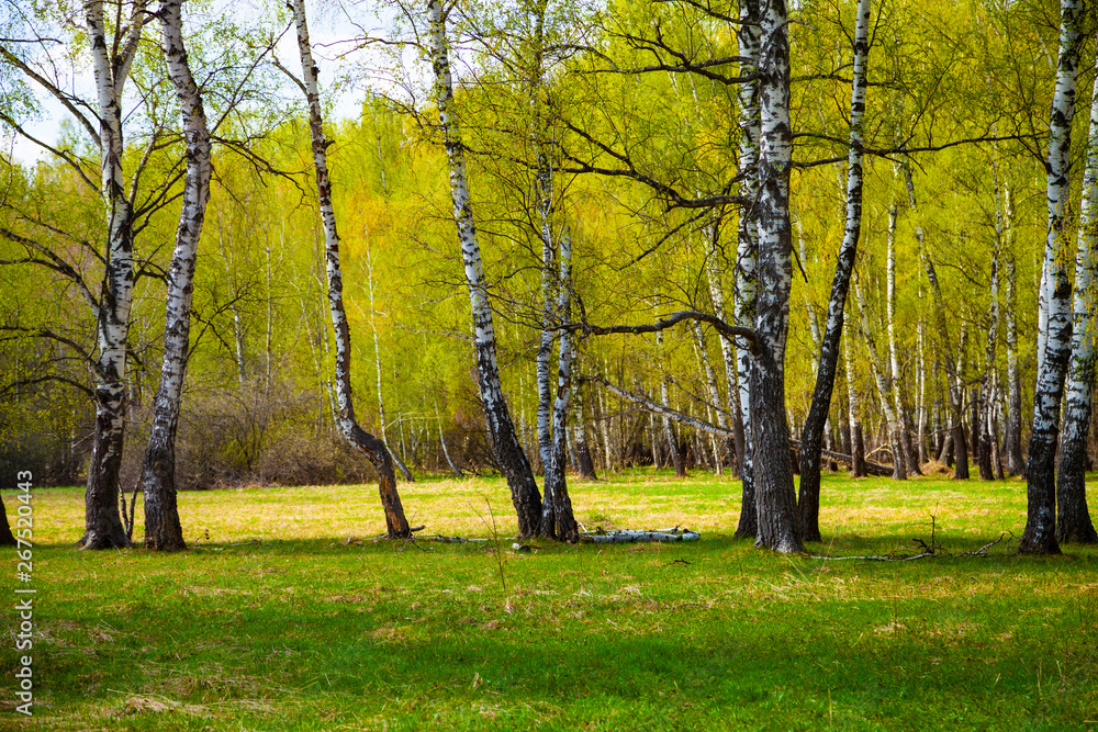 Naklejka premium Birch grove on a sunny day.