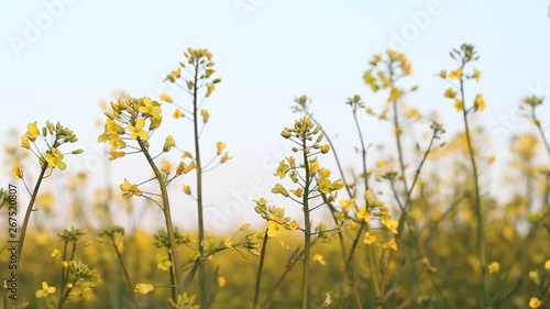 Close-up of colored flowers of canola, rapeseed, yellow background. Blooming canola field. Rape on the field in summer closeup. Bright Yellow rapeseed oil. Flowering rapeseed.