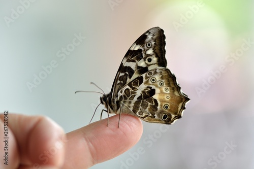 Butterfly from the Taiwan(Neope armandii lacticolora)White & yellow spotted butterfly. photo