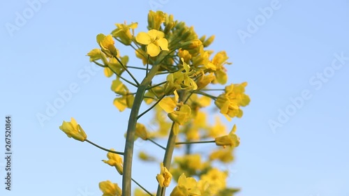 Close-up of colored flowers of canola, rapeseed, yellow background. Blooming canola field. Rape on the field in summer closeup. Bright Yellow rapeseed oil. Flowering rapeseed.