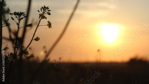 Dark colza's flowers on background of sunset. Sun Shining At Sunset Horizon Of Spring Flowering Canola, Rapeseed, Oilseed Field Meadow Grass. Blossom Yellow Flowers under Sunset Sky In Rural Landscape