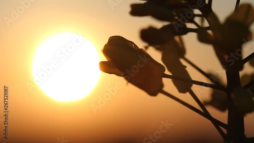 Dark colza's flowers on background of sunset. Sun Shining At Sunset Horizon Of Spring Flowering Canola, Rapeseed, Oilseed Field Meadow Grass. Blossom Yellow Flowers under Sunset Sky In Rural Landscape