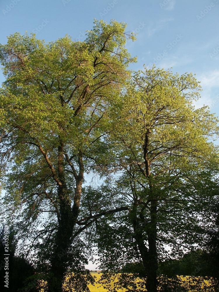 Obraz premium Cime d'arbres