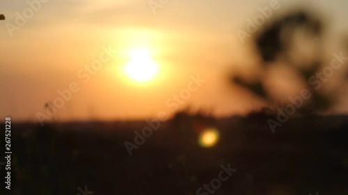 Dark colza's flowers on background of sunset. Sun Shining At Sunset Horizon Of Spring Flowering Canola, Rapeseed, Oilseed Field Meadow Grass. Blossom Yellow Flowers under Sunset Sky In Rural Landscape
