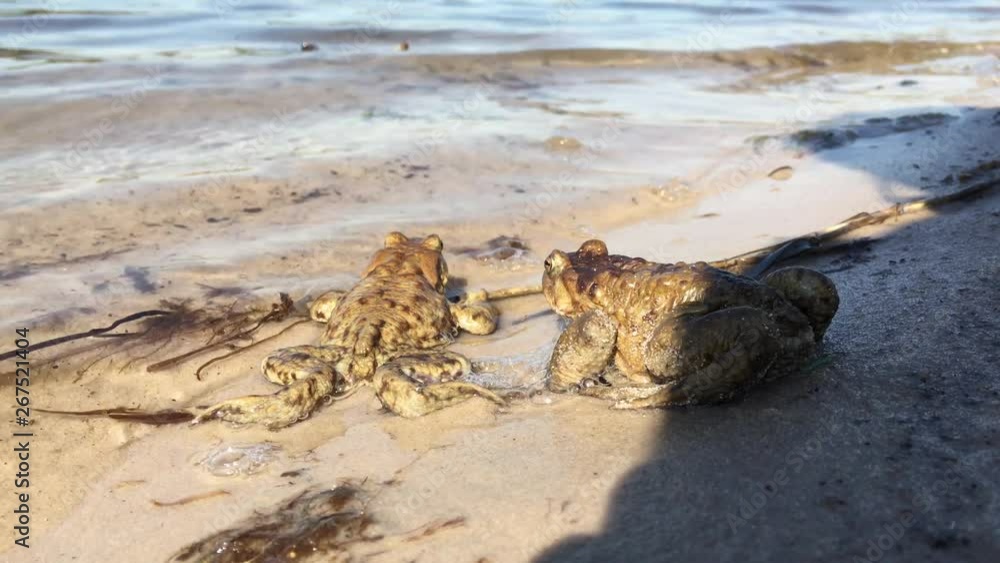 Two frogs is sitting together on lake shore Two frogs is sitting together on lake shore
