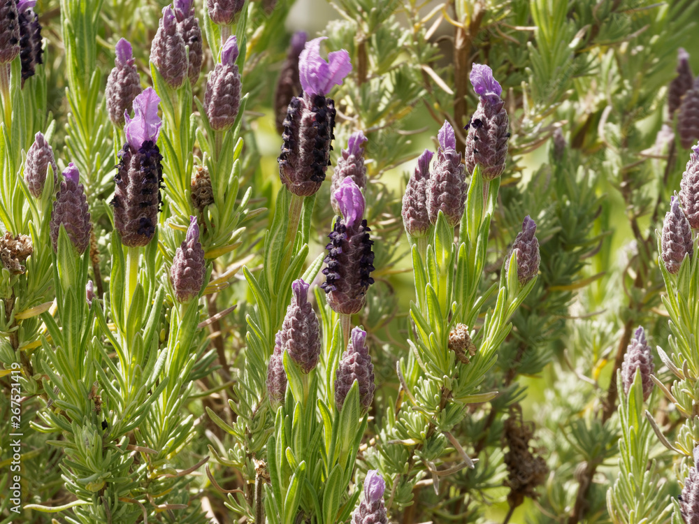 Lavandula stoechas. Topped lavender or French lavender 