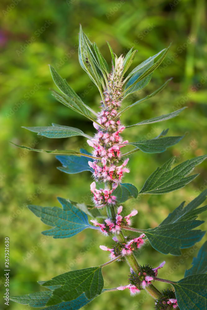 Medicinal plants herbs Siberian motherwort, Latin name Leonurus sibiricus, selective focus Medicinal plants herbs Siberian motherwort, Latin name Leonurus sibiricus, selective focus