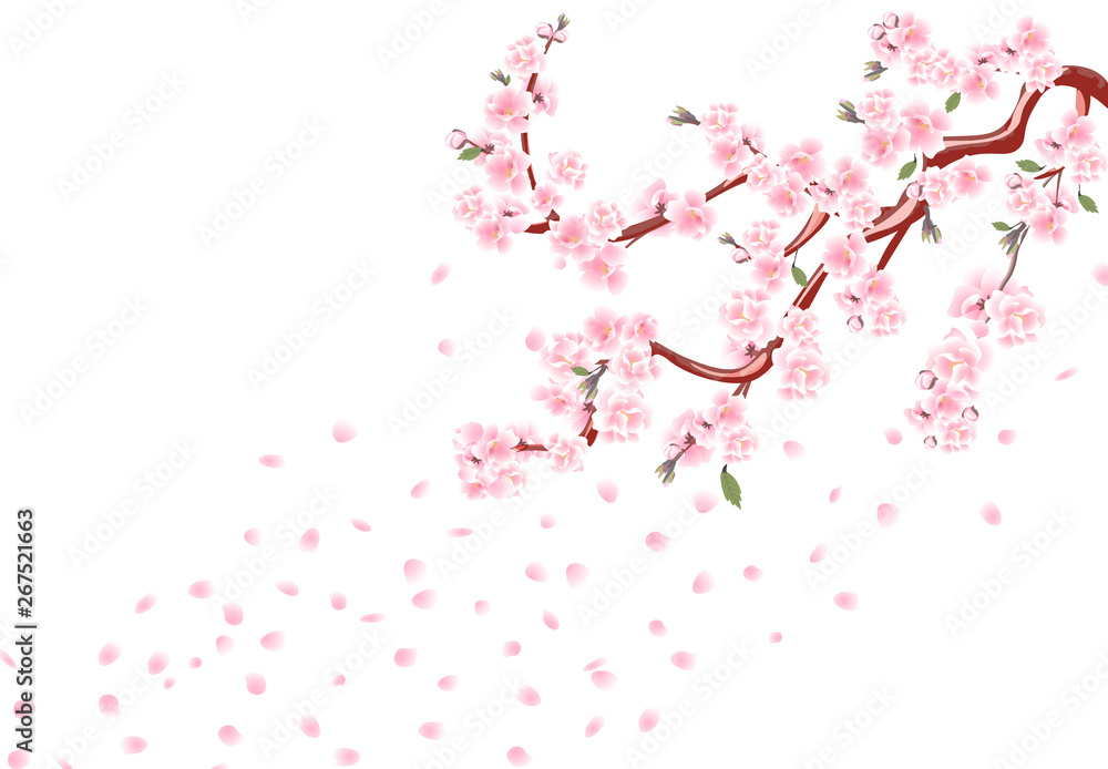 Sakura. Branches with pastel flowers, leaves and cherry buds. Cherry Petals. Isolated on white background illustration