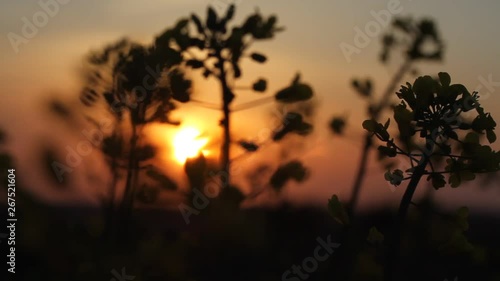 Dark colza's flowers on background of sunset. Sun Shining At Sunset Horizon Of Spring Flowering Canola, Rapeseed, Oilseed Field Meadow Grass. Blossom Yellow Flowers under Sunset Sky In Rural Landscape