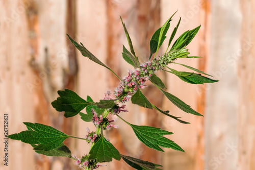 Medicinal plants herbs Siberian motherwort, Latin name Leonurus sibiricus, selective focus photo