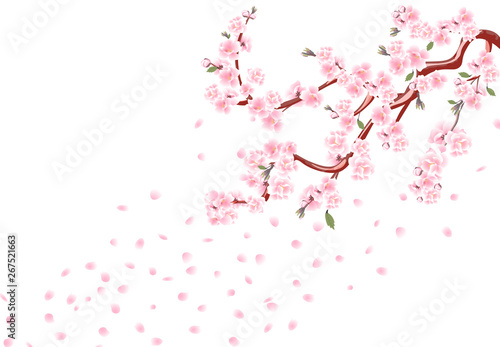 Sakura. Branches with pastel flowers, leaves and cherry buds. Cherry Petals. Isolated on white background illustration