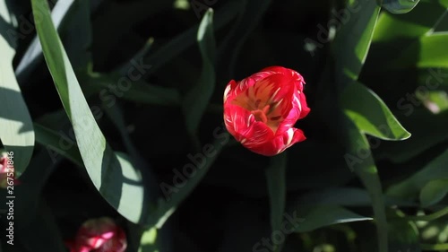Close up of yellow tulips flowers bulbs, Closeup planting tulips flowers bulbs blossoming, Spring flowers sunlight garden background. Tulips flowers growing at field.