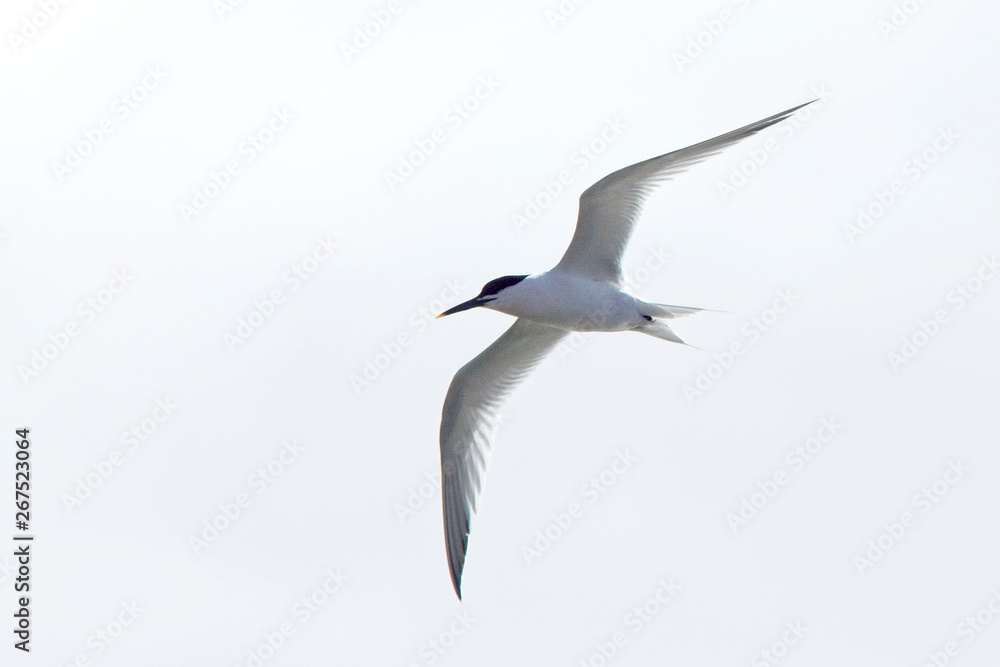 Fototapeta premium Sandwich Tern (Sterna sandvicensis) summer adult in flight, Newlyn, Cornwall, UK.
