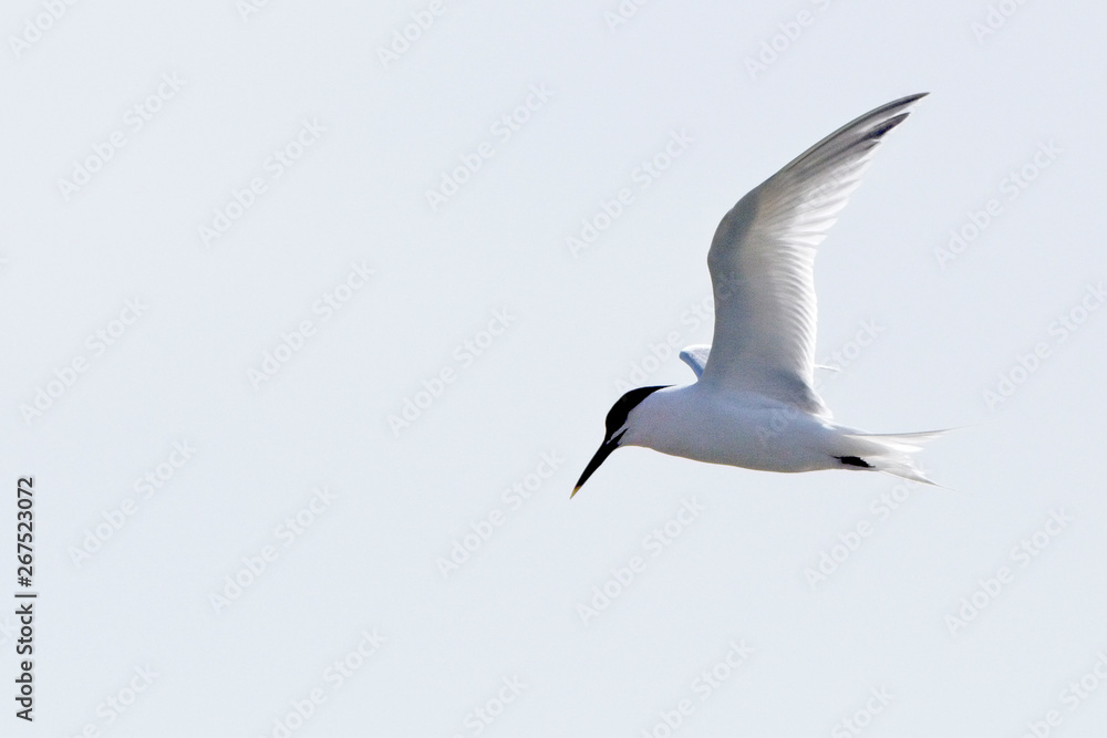 Obraz premium Sandwich Tern (Sterna sandvicensis) summer adult in flight, Newlyn, Cornwall, UK.