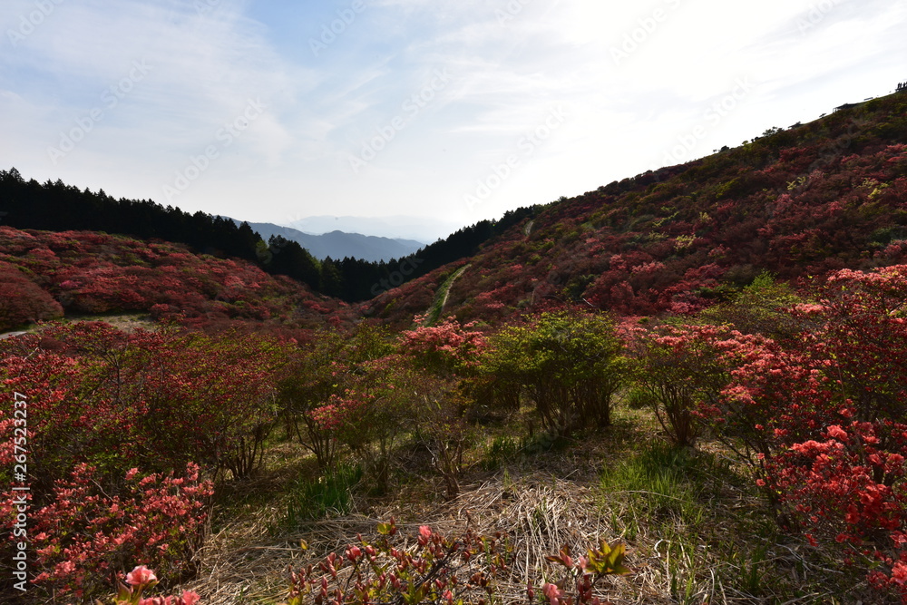 赤色のつつじが満開の葛城山 赤色のつつじが満開の葛城山
