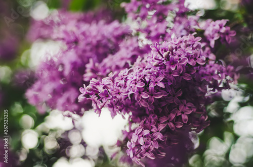 Fototapet Spring lilac flowers