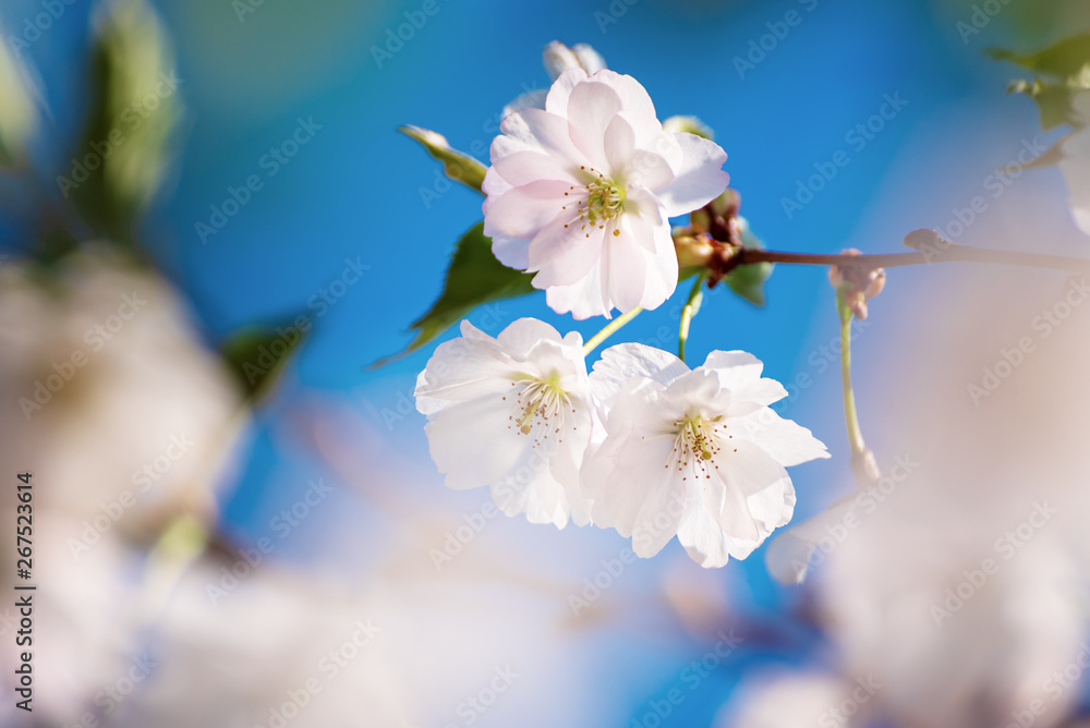 Fototapeta premium Apricot tree blossoms