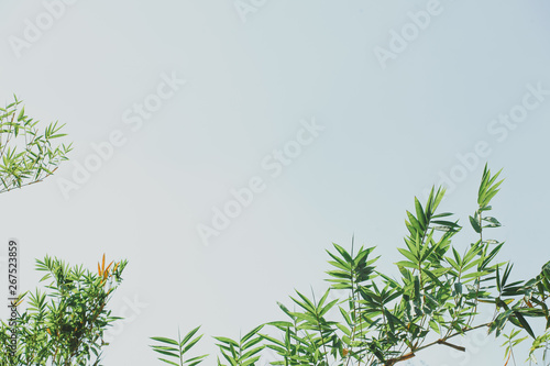 Bamboo leaf with sky isolated background.