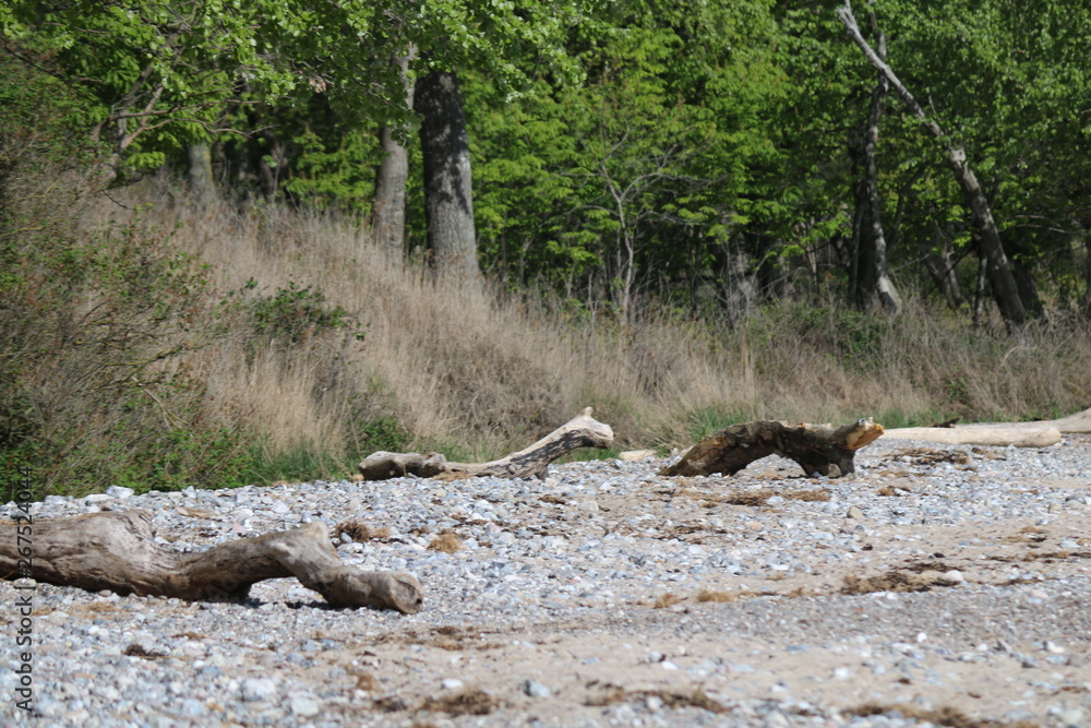 Obraz premium strand