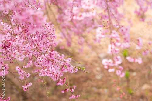 しだれ桜　春　花　高見の郷　奈良県　2019年4月 © Rummy & Rummy