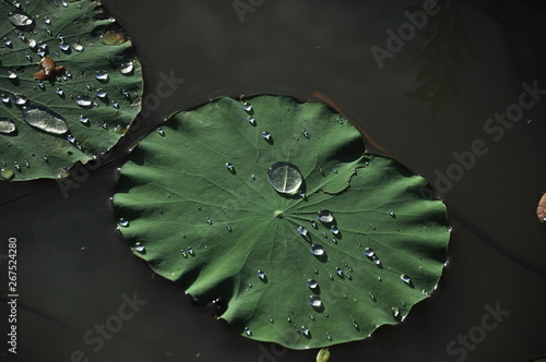 Drops of water on lotus leaf