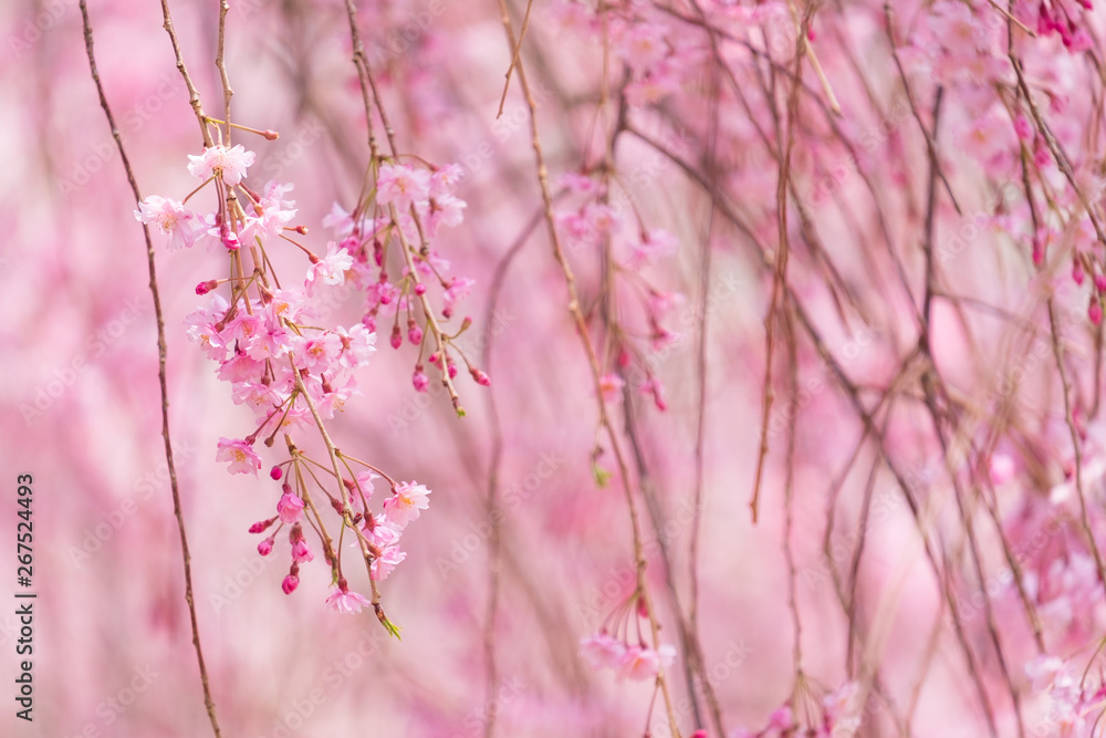Naklejka premium しだれ桜 春 花 高見の郷 奈良県 2019年4月