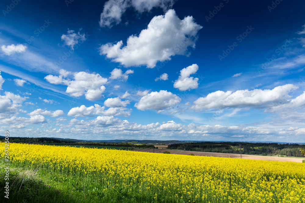 Obraz premium Yellow fields, flowers of rape, colza. Agriculture, spring in Cz
