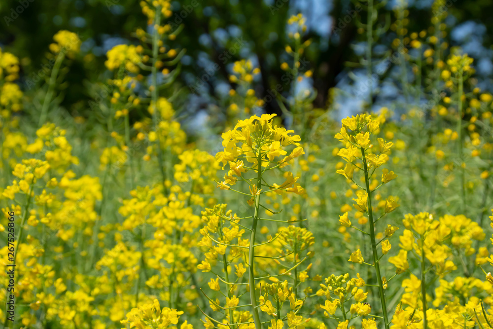 満開の菜の花畑