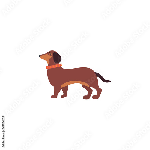 The dog breed Dachshund . Pet icon.  Vector illustration isolated on white background can use for design  print