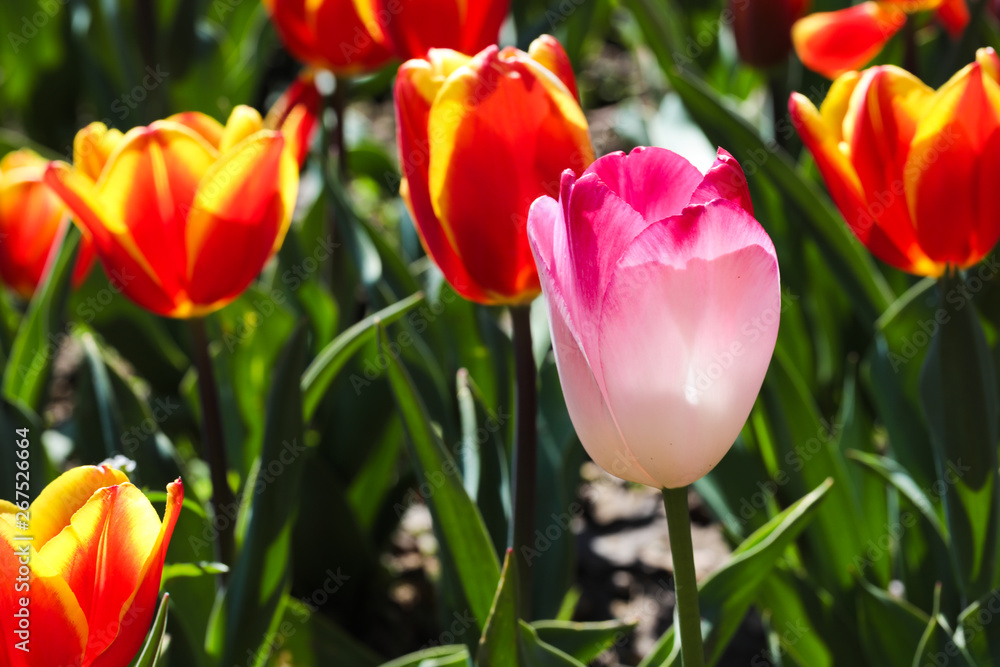 Obraz premium Beautiful bouquet of tulips nature background.