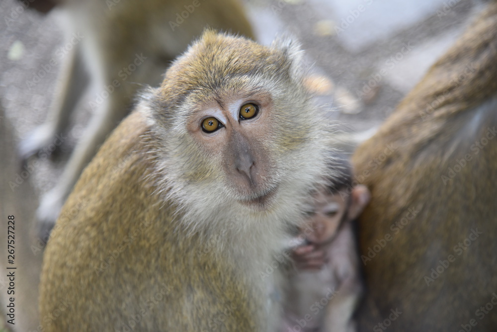 Obraz premium monkey04