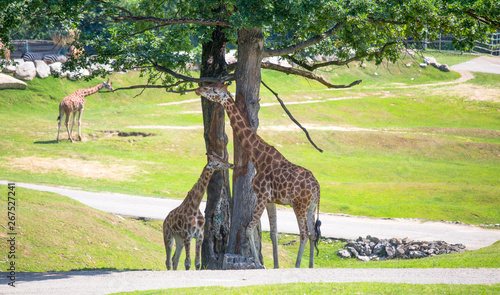 Group of giraffes grazing in the park