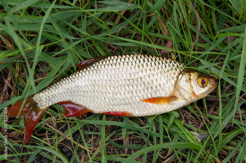Single common rudd fish on green grass.