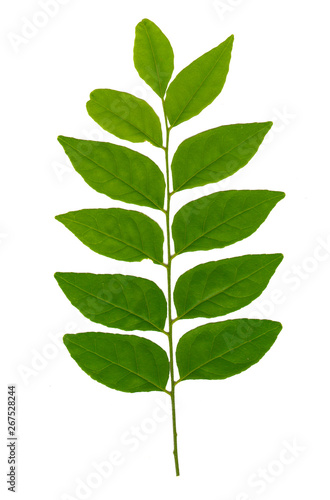 Twig with green leaves isolated on white background 