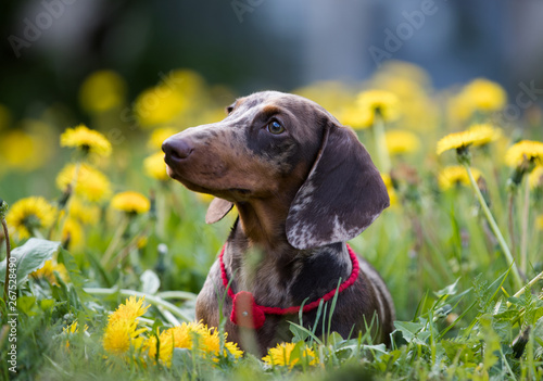 Dachshund rabbit and dandelion in a meadow