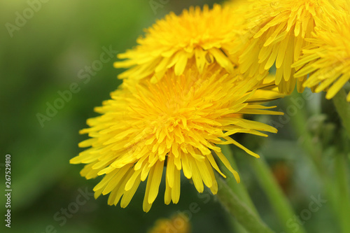 Yellow dandelion flowers  Taraxacum officinale . Dandelions field background on spring sunny day. Blooming dandelion.