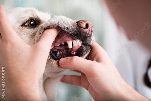 Fényképezés Dog teeth being examined by the animal doctor