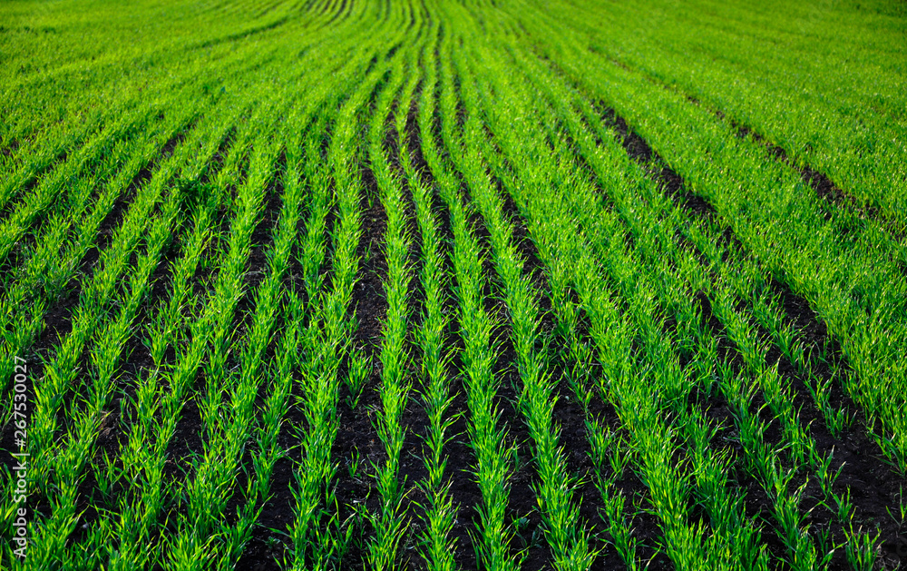 Abstract background with green wheat for your design